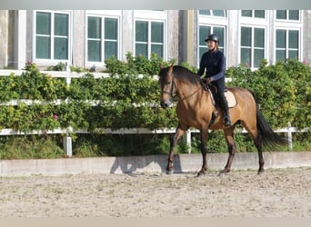 PRE Mix, Hengst, 5 Jahre, 168 cm, Falbe