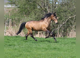 PRE Mix, Hengst, 5 Jahre, 168 cm, Falbe