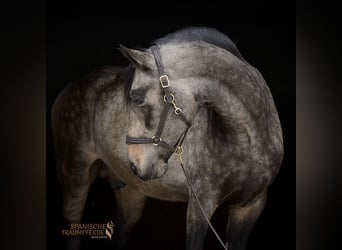 PRE Mix, Hengst, 5 Jahre, 168 cm, Falbe