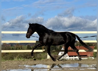 PRE Mix, Hengst, 5 Jahre, 168 cm