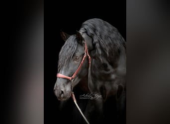 PRE Mix, Hengst, 5 Jahre, 168 cm