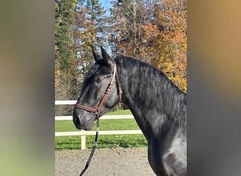 PRE Mix, Hengst, 5 Jahre, 168 cm