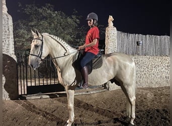 PRE Mix, Hengst, 5 Jahre, 168 cm, Palomino