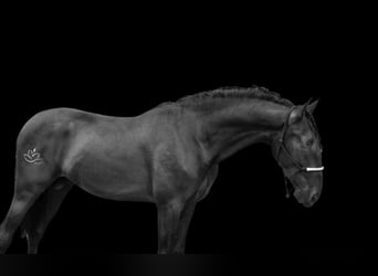PRE Mix, Hengst, 5 Jahre, 168 cm, Rappe