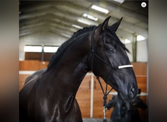 PRE Mix, Hengst, 5 Jahre, 168 cm, Rappe