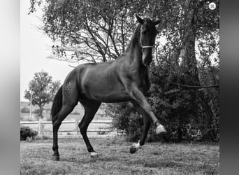 PRE Mix, Hengst, 5 Jahre, 168 cm, Rappe