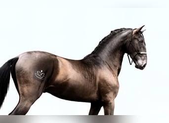 PRE Mix, Hengst, 5 Jahre, 168 cm, Rappe