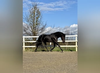 PRE Mix, Hengst, 5 Jahre, 168 cm, Rappe