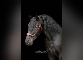 PRE Mix, Hengst, 5 Jahre, 168 cm, Rappe