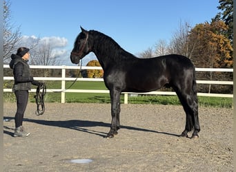 PRE Mix, Hengst, 5 Jahre, 168 cm, Rappe