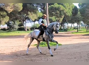 PRE Mix, Hengst, 5 Jahre, 168 cm, Schimmel