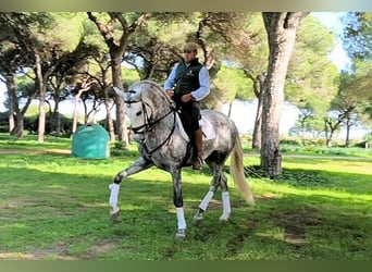 PRE Mix, Hengst, 5 Jahre, 168 cm, Schimmel