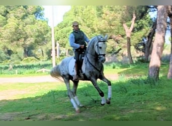 PRE Mix, Hengst, 5 Jahre, 168 cm, Schimmel