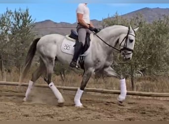 PRE Mix, Hengst, 5 Jahre, 168 cm, Schimmel