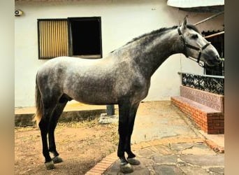 PRE Mix, Hengst, 5 Jahre, 168 cm, Schimmel