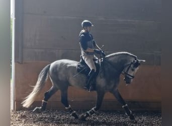 PRE Mix, Hengst, 5 Jahre, 168 cm, Schimmel