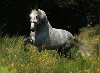 PRE Mix, Hengst, 5 Jahre, 168 cm, Schimmel