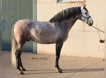 PRE Mix, Hengst, 5 Jahre, 168 cm, Schimmel