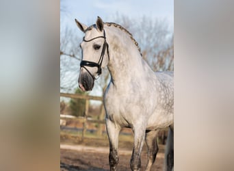 PRE, Hengst, 5 Jahre, 168 cm, Schimmel