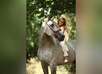 PRE Mix, Hengst, 5 Jahre, 168 cm, Schimmel