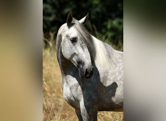 PRE Mix, Hengst, 5 Jahre, 168 cm, Schimmel