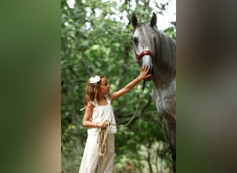 PRE Mix, Hengst, 5 Jahre, 168 cm, Schimmel