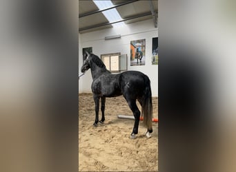 PRE, Hengst, 5 Jahre, 168 cm, Schimmel