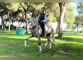 PRE Mix, Hengst, 5 Jahre, 168 cm, Schimmel