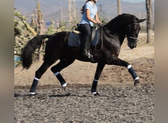 PRE, Hengst, 5 Jahre, 168 cm, Schwarzbrauner