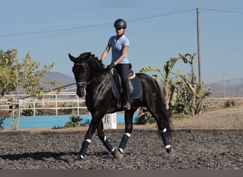 PRE, Hengst, 5 Jahre, 168 cm, Schwarzbrauner