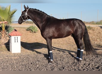 PRE, Hengst, 5 Jahre, 168 cm, Schwarzbrauner