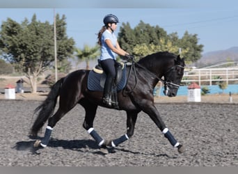 PRE, Hengst, 5 Jahre, 168 cm, Schwarzbrauner