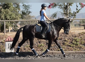 PRE, Hengst, 5 Jahre, 168 cm, Schwarzbrauner