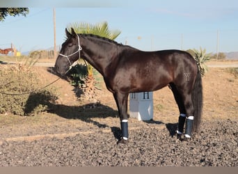 PRE, Hengst, 5 Jahre, 168 cm, Schwarzbrauner