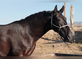 PRE, Hengst, 5 Jahre, 168 cm, Schwarzbrauner