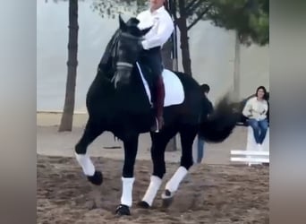 PRE Mix, Hengst, 5 Jahre, 170 cm, Apfelschimmel