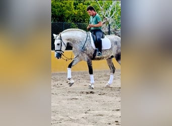 PRE Mix, Hengst, 5 Jahre, 170 cm, Apfelschimmel