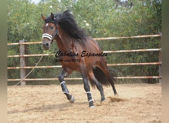 PRE Mix, Hengst, 5 Jahre, 170 cm, Brauner