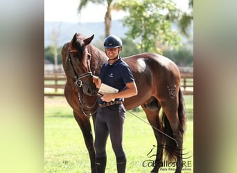 PRE Mix, Hengst, 5 Jahre, 170 cm, Brauner