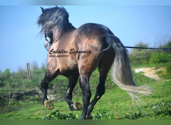PRE Mix, Hengst, 5 Jahre, 170 cm, Braunfalbschimmel