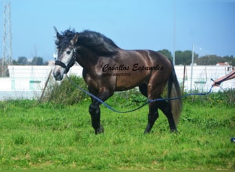 PRE Mix, Hengst, 5 Jahre, 170 cm, Braunfalbschimmel