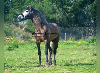 PRE Mix, Hengst, 5 Jahre, 170 cm, Braunfalbschimmel