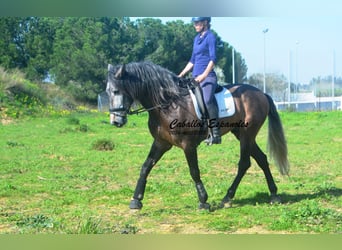 PRE Mix, Hengst, 5 Jahre, 170 cm, Braunfalbschimmel