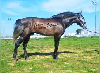 PRE Mix, Hengst, 5 Jahre, 170 cm, Braunfalbschimmel