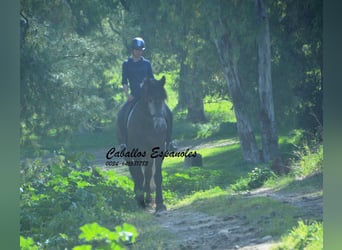 PRE Mix, Hengst, 5 Jahre, 170 cm, Braunfalbschimmel