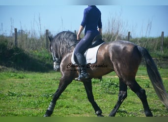 PRE Mix, Hengst, 5 Jahre, 170 cm, Braunfalbschimmel