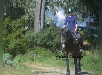 PRE Mix, Hengst, 5 Jahre, 170 cm, Braunfalbschimmel