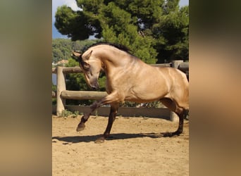 PRE, Hengst, 5 Jahre, 170 cm, Buckskin