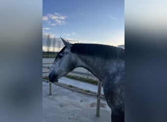 PRE, Hengst, 5 Jahre, 170 cm