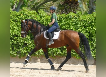 PRE, Hengst, 5 Jahre, 170 cm, Dunkelbrauner